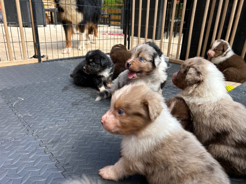 chiot Berger Australien Casadanimali